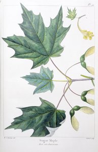 Acero zuccherino da Pierre Joseph Redouté
